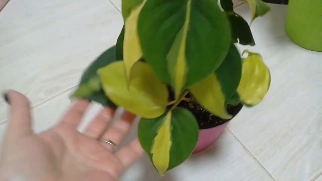 КОМНАТНЫЕ РАСТЕНИЯ. АГЛАОНЕМЫ, КАЛАТЕЯ И ДРУГИЕ ПОСЛЕ ПЕРСАДКИ.