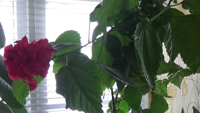 Комнатный гибискус. Размножение и уход