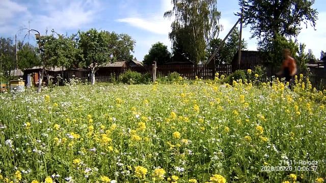 Leonidych - Масленичная редька (июнь 2020) как косить редьку бензокосой смотреть онлайн