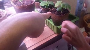 Выращивание рассады огурцов на стеллаже в торфяных горшочках