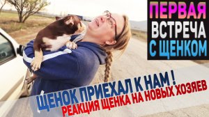 Щенок впервые видит новых хозяев, а они щенка! Первые минуты вместе.