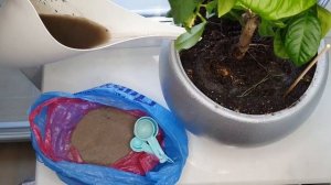 Как удобрить комнатное растение ЗОЛОЙ // на примере лимона