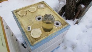 поставил в феврале пчелам для подкормки сироп в банке - сироп не берут, в чем причина