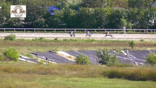 26.09.2021 - Приз Закрытия скакового сезона на лошадях 3-х лет арабской породы - Прескотт смотреть онлайн