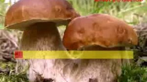 БУЙ БУЙ БУЙ ( Караоке )