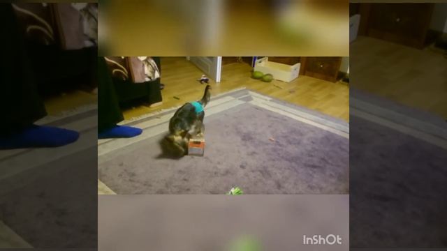 Йоркширский терьер смотреть онлайн