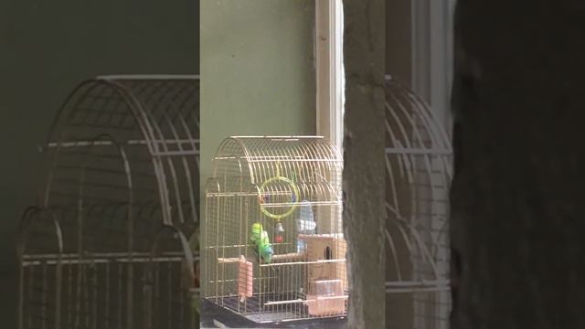 Брачные игры попугаев смотреть онлайн