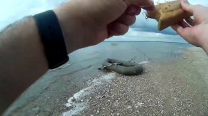 Рыбалка в Калининградском заливе на мечте.