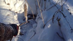 Случай на охоте ... барсук зимой