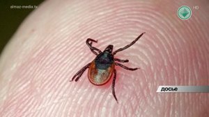 Внимание - клещи!