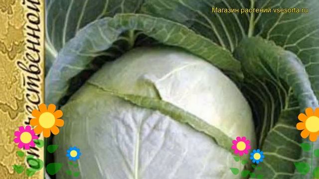Капуста белокочанная Золотой гектар 1432. Краткий обзор, описание характеристик Zolotoy gektar 1432 смотреть онлайн