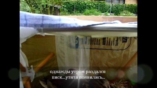 Mein Fillm 03 01 2011 УТКА смотреть онлайн