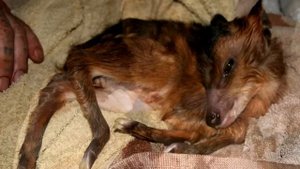 Мужчина нашел мертвого оленя, но в то что случилось дальше верится с трудом❗