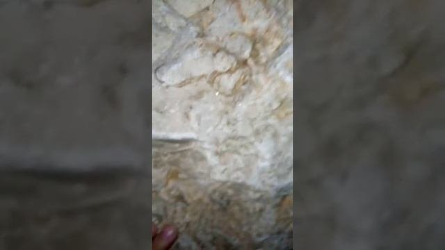 Аманиты и другие окаменелости!!!