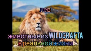 животные из wildcraft  в реальной жизни 🐺🦊🦁🐆💞✨💖