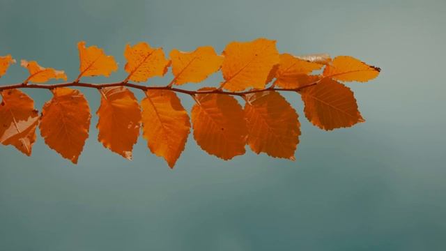 CANON 600D in 2021!!! смотреть онлайн