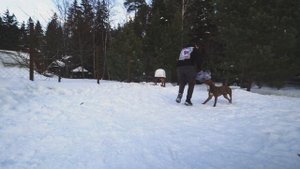 ПИТБУЛЬ НАПАДАЕТ ПО КОМАНДЕ | Оперантная дрессировка через игру