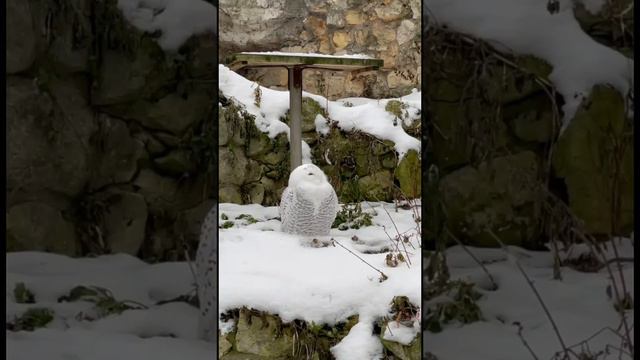 СОва МоскОвскиЙ зоопАРК🦉Owl Moscow Zoo🦉