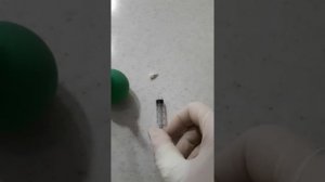 Как я победила запор у котёнка Невской маскарадной
