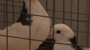 Выставка высоколетных пород голубей в Александрове 08.12.2018г.