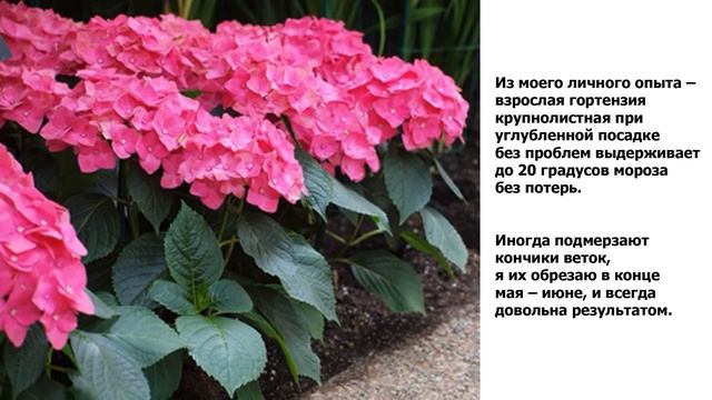 Гортензия крупнолистная (Нydrangea macrophylla ) смотреть онлайн