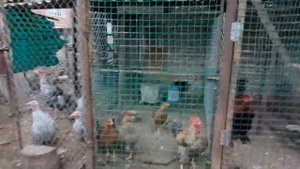 #9. содержание птицы в вольере