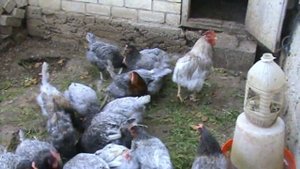 Куры хорошо несутся , но выдёргивают друг у друга хвосты