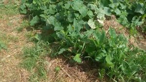 Соломенное земледелие 14 часть