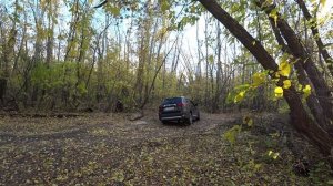 Лес осень