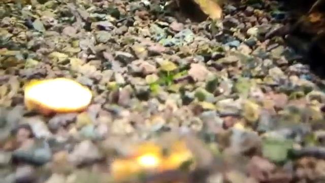 2 небольшие кучки из 3 видов креветок - кровавая мери, сарасинорум, голубоногая пчела смотреть онлайн