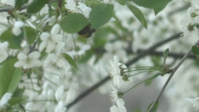 Звуки весны смотреть онлайн