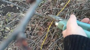 Весенняя обрезка войлочной вишни