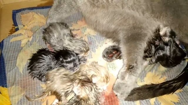 Новорожденные котята