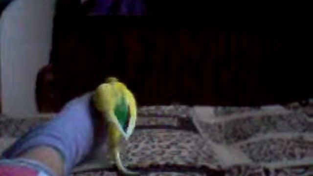 Злой попугай смотреть онлайн