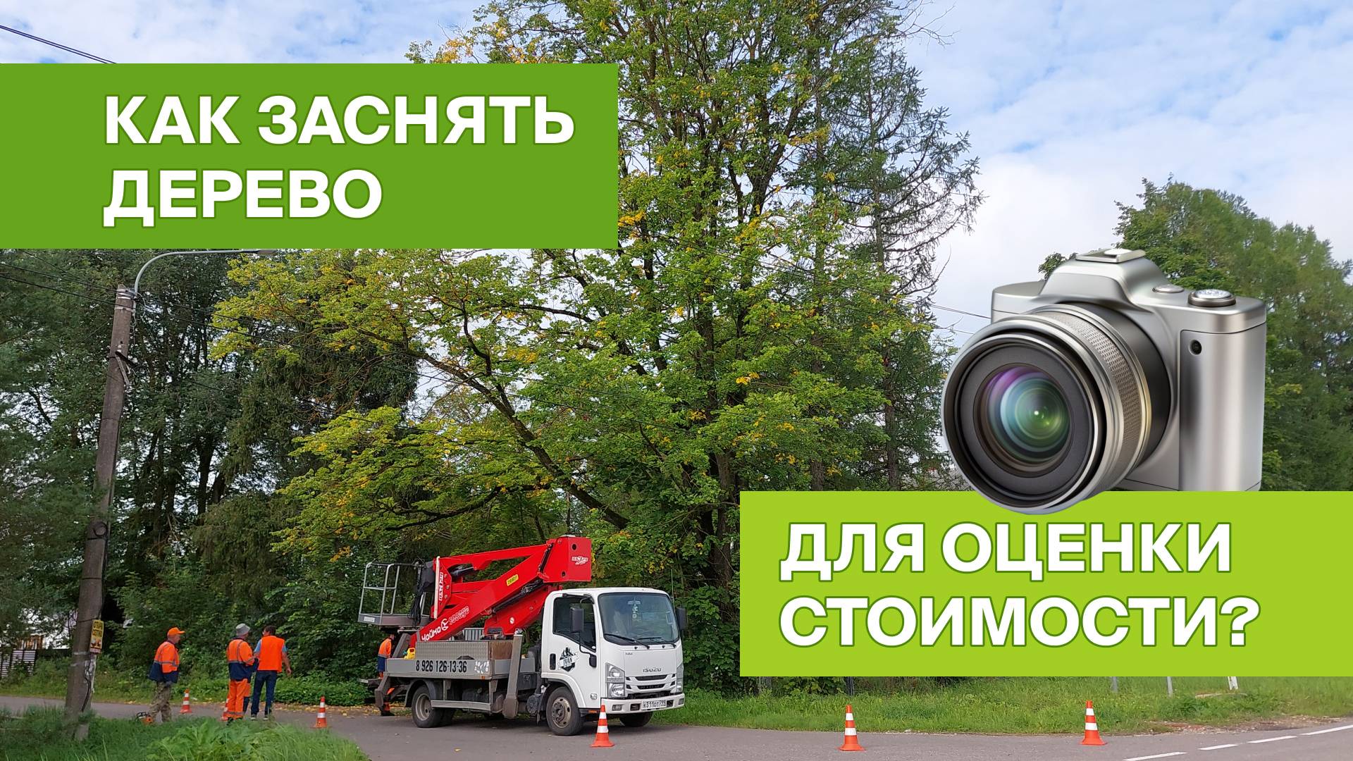 Как заснять дерево