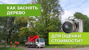 Как заснять дерево