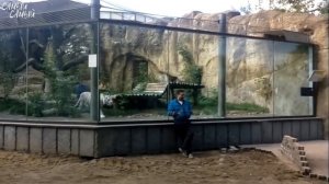 Животные Нападают в Зоопарке на Людей | Подборка | Приколы