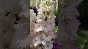 СКАЗОЧНОЕ ЦВЕТЕНИЕ ДЕЛЬФИНИУМА ГИАЦИНТОВОГО. ЖЕЛАЮЩИМ ВЫШЛЮ СЕМЕНА.