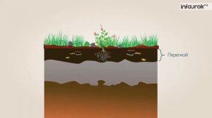 ПОЧВА 3 класс