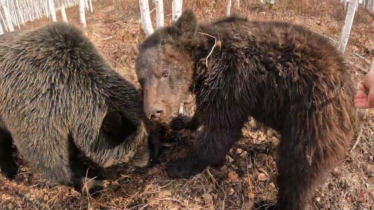 Медвежонок додурачился.