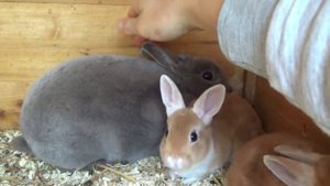 Декоративные карликовые кролики. Что надо этим "женщинам"? Крольчиха, декоративный кролик кусается.