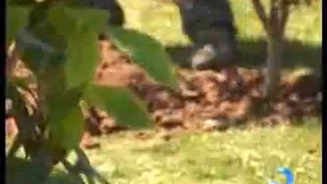 გამწვანების სამსახურმა ბაგრატიონის ქუჩაზე გზაგამყოფ ზოლში 103 ნერგი დარგო смотреть онлайн