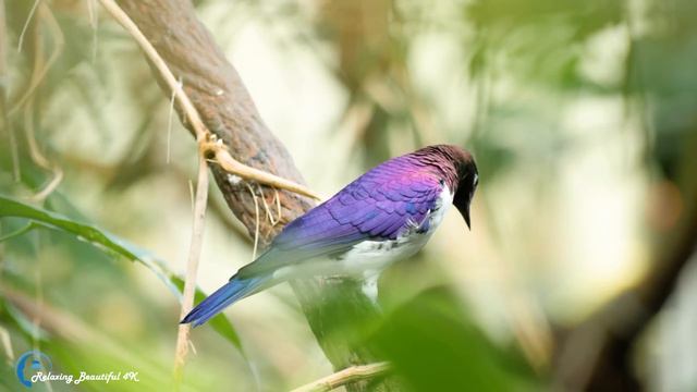 Шикарная Музыка! Это Лучшая Музыка Для Души! Послушайте! Красивая Мелодия До Слез! смотреть онлайн