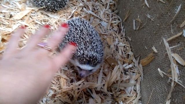 Африканский ежик. Житомирский зоопарк. смотреть онлайн