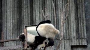 китай панды