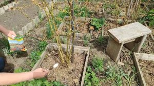 Важная подкормка голубики весной.