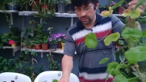 Sardunya bakımı, budama ve çelikten üretim.[geranium care pruning and production]