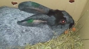 Кролики породы Полтавское Серебро Лучшая порода по Набору Веса на Зерне и Зерносмеси без Комбикора