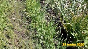 ✅🌸Кинза -  выращивание этой культуры через посев семян в открытый грунт на нашем участке.