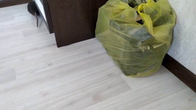 Почему я боюсь собак! СТРАШНАЯ ИСТОРИЯ! смотреть онлайн